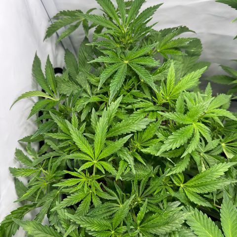 Royal Gorilla growlog timeline photo
