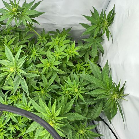 OG Kush growlog timeline photo