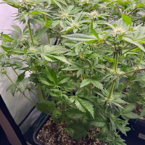 Northern Light growlog timeline photo