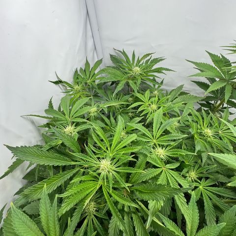 Royal Gorilla growlog timeline photo
