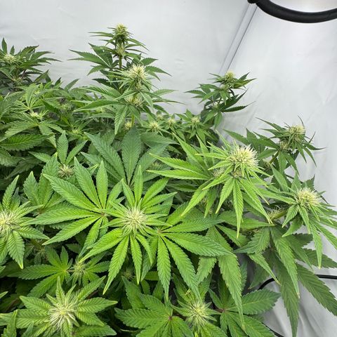 OG Kush growlog timeline photo