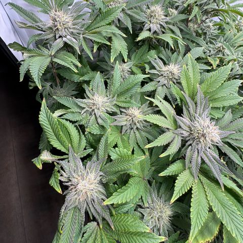 Northern Light growlog timeline photo