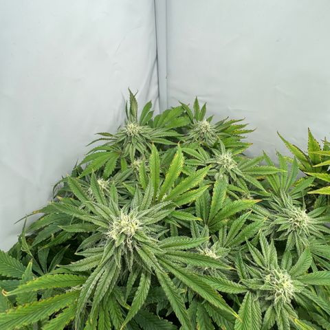 Royal Gorilla growlog timeline photo