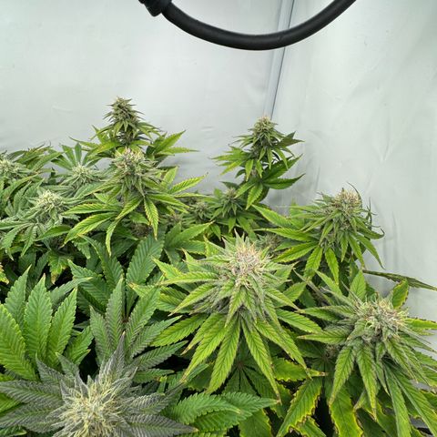 OG Kush growlog timeline photo