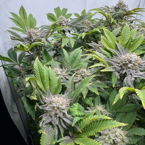 Northern Light growlog timeline photo