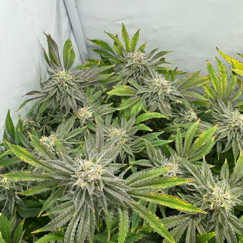 Royal Gorilla growlog timeline photo