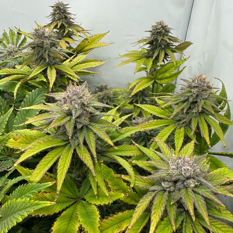OG Kush growlog timeline photo