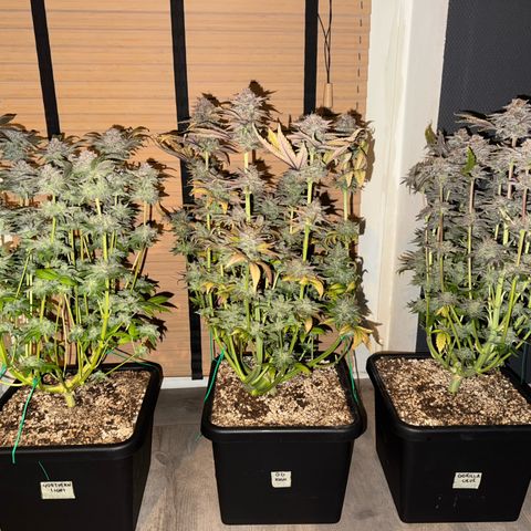 Royal Gorilla growlog timeline photo