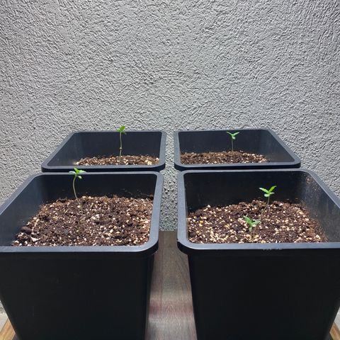 Big Bang Autoflowering #4 growlog timeline photo