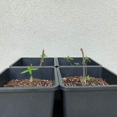 Big Bang Autoflowering #4 growlog timeline photo