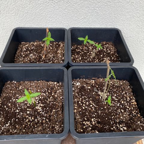Big Bang Autoflowering #4 growlog timeline photo