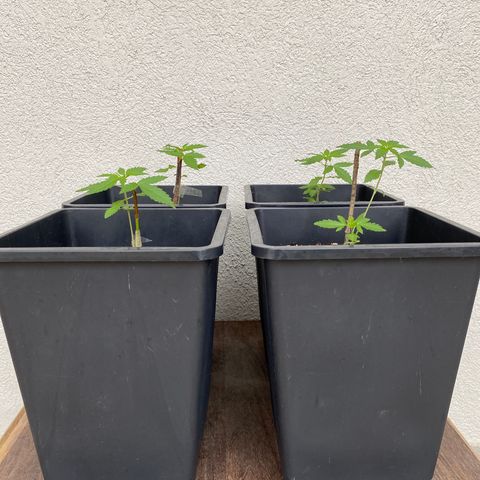 Big Bang Autoflowering #4 growlog timeline photo