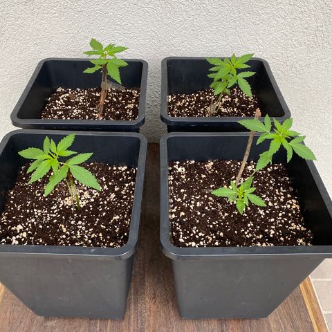 Big Bang Autoflowering #4 growlog timeline photo