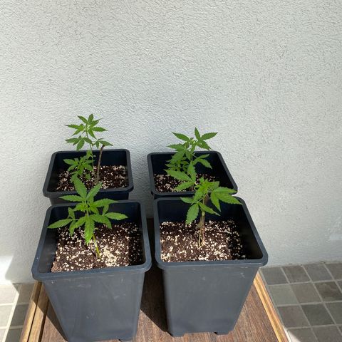 Big Bang Autoflowering #4 growlog timeline photo