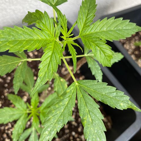 Big Bang Autoflowering #4 growlog timeline photo
