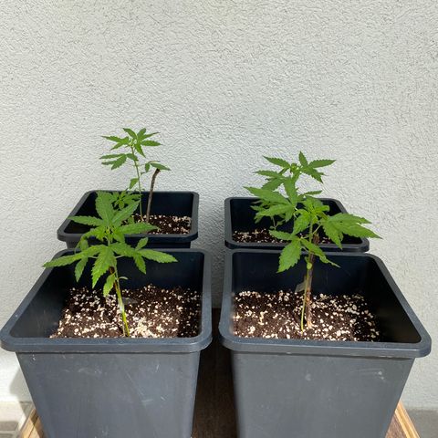 Big Bang Autoflowering #4 growlog timeline photo