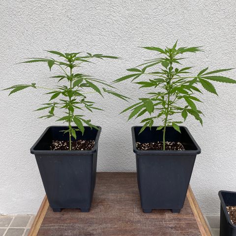 Big Bang Autoflowering #4 growlog timeline photo