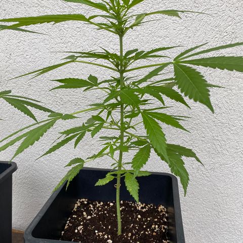 Big Bang Autoflowering #4 growlog timeline photo