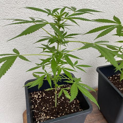 Big Bang Autoflowering #4 growlog timeline photo
