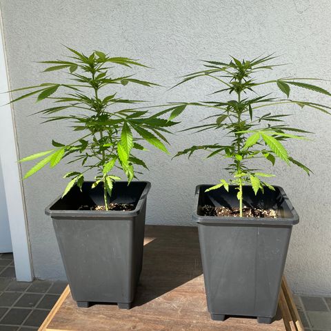 Big Bang Autoflowering #4 growlog timeline photo