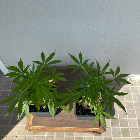 Big Bang Autoflowering #4 growlog timeline photo