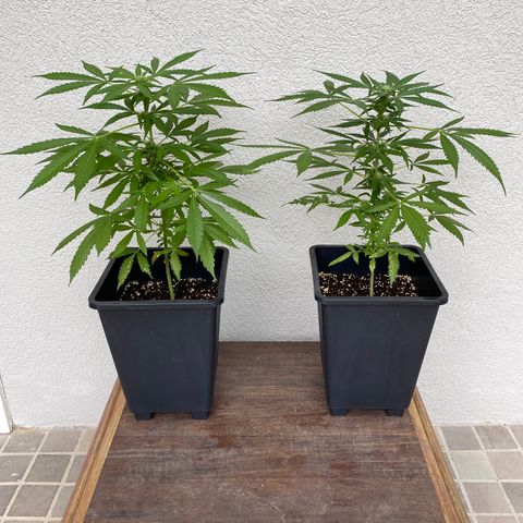 Big Bang Autoflowering #4 growlog timeline photo