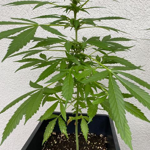 Big Bang Autoflowering #4 growlog timeline photo