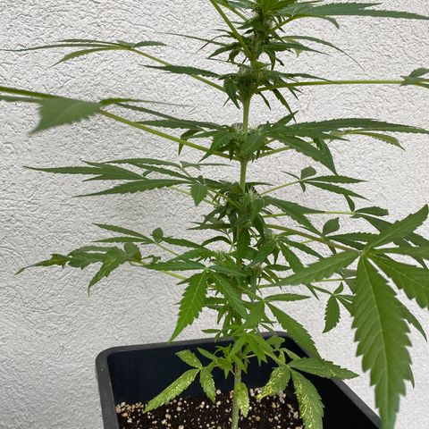 Big Bang Autoflowering #4 growlog timeline photo