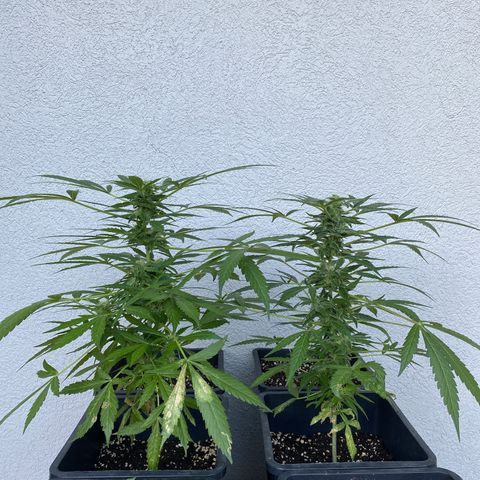 Big Bang Autoflowering #4 growlog timeline photo