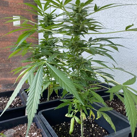 Big Bang Autoflowering #4 growlog timeline photo