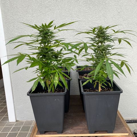 Big Bang Autoflowering #4 growlog timeline photo