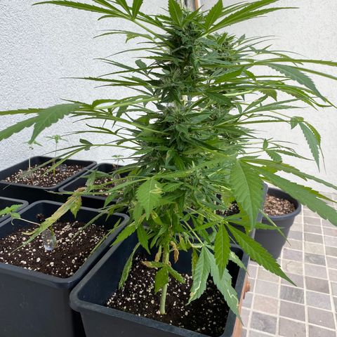 Big Bang Autoflowering #4 growlog timeline photo