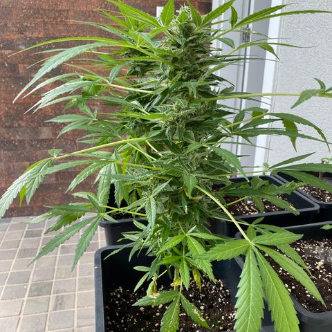 Big Bang Autoflowering #4 growlog timeline photo