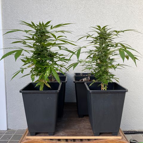 Big Bang Autoflowering #4 growlog timeline photo