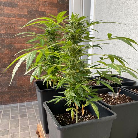 Big Bang Autoflowering #4 growlog timeline photo