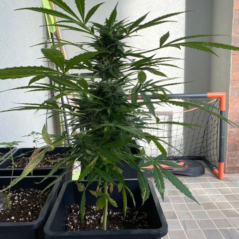 Big Bang Autoflowering #4 growlog timeline photo