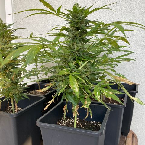 Big Bang Autoflowering #4 growlog timeline photo