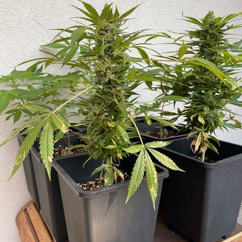 Big Bang Autoflowering #4 growlog timeline photo