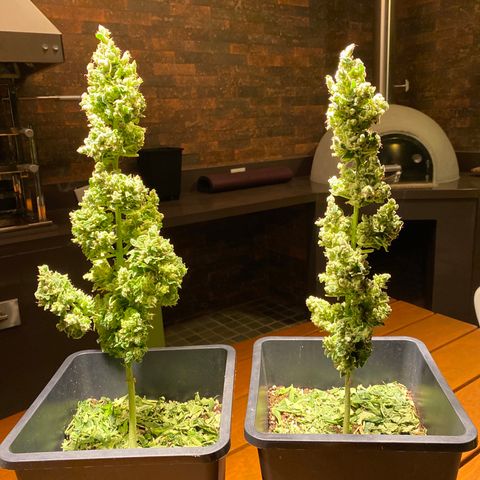 Big Bang Autoflowering #4 growlog timeline photo