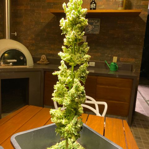 Big Bang Autoflowering #4 growlog timeline photo