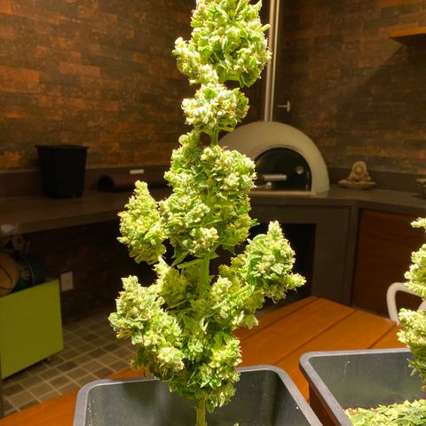 Big Bang Autoflowering #4 growlog timeline photo