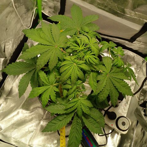 Shamana auto CBD  growlog photo: Día 25