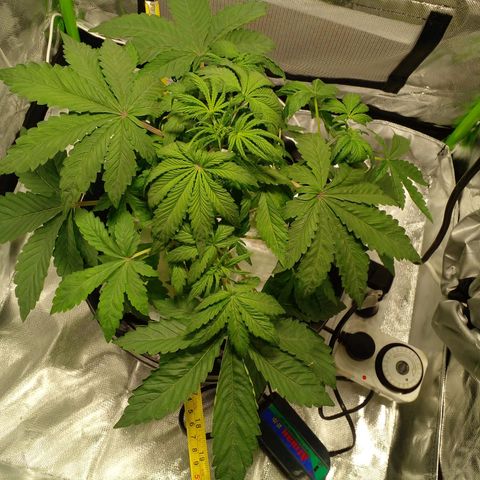 Shamana auto CBD  growlog photo: Día 25