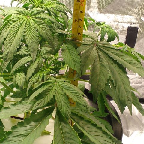 Shamana auto CBD  growlog photo: Día 25