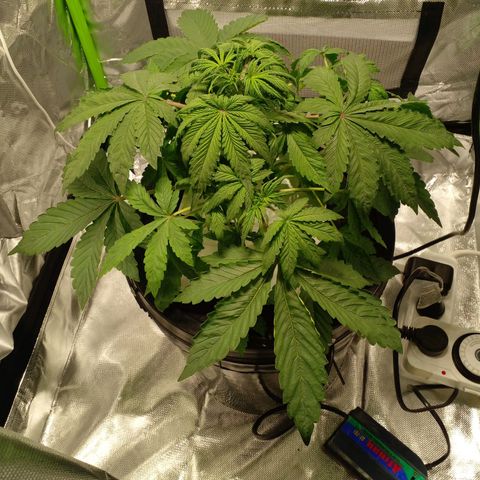 Shamana auto CBD  growlog photo: Día 25