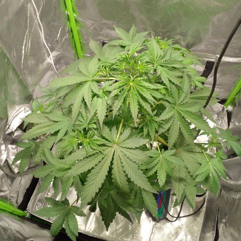 Shamana auto CBD  growlog timeline photo