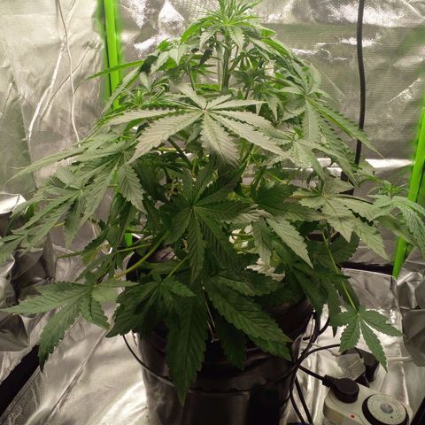 Shamana auto CBD  growlog timeline photo