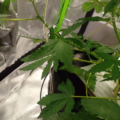 Shamana auto CBD  growlog timeline photo