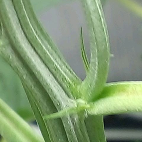 Shamana auto CBD  growlog timeline photo