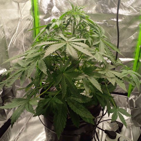 Shamana auto CBD  growlog timeline photo